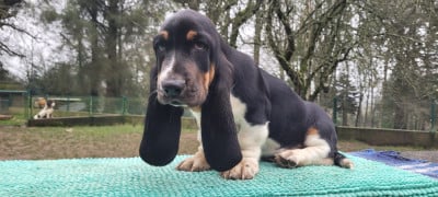 Les chiots de Basset Hound