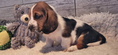 Male - Basset Hound