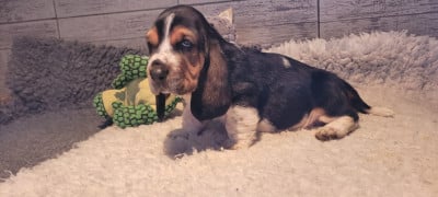 Chiot N°2 - Basset Hound