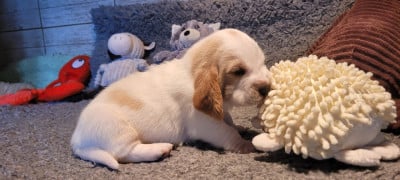Les chiots de Basset Hound