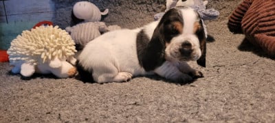 Les chiots de Basset Hound