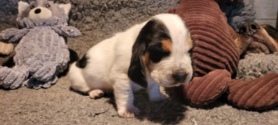 Les chiots de Basset Hound