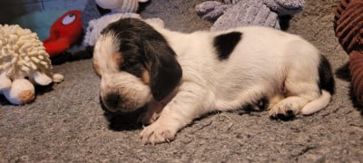 Les chiots de Basset Hound