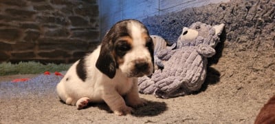 Les chiots de Basset Hound