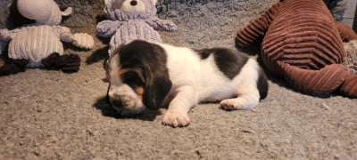 Les chiots de Basset Hound