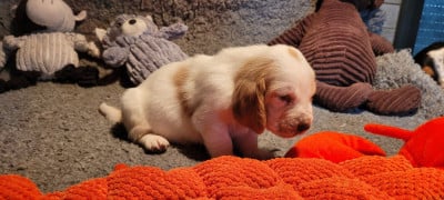 Les chiots de Basset Hound