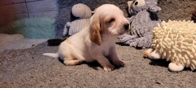 Les chiots de Basset Hound