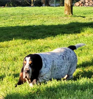 Les chiots de Basset Hound