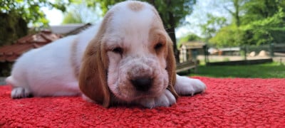 Les chiots de Basset Hound