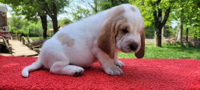 Les chiots de Basset Hound