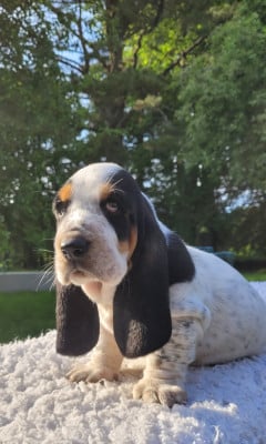 Les chiots de Basset Hound