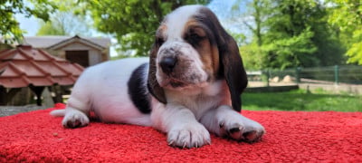 Les chiots de Basset Hound