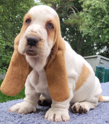 Les chiots de Basset Hound