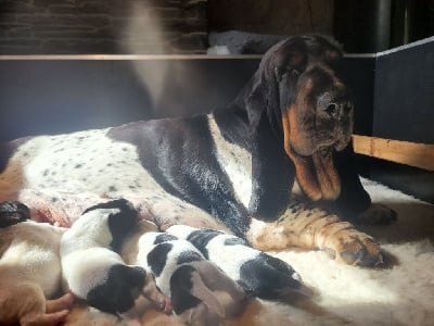 Les chiots de Basset Hound