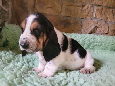 Les chiots de Basset Hound