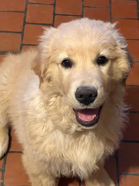 Aurore Boréale Des Fees Du Dolmen