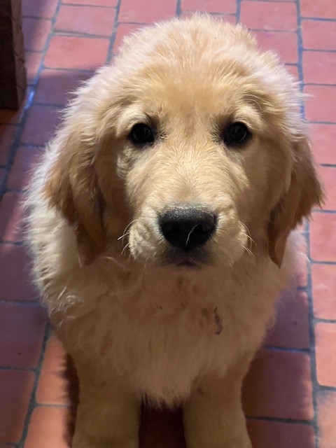 Aurore Boréale Des Fees Du Dolmen