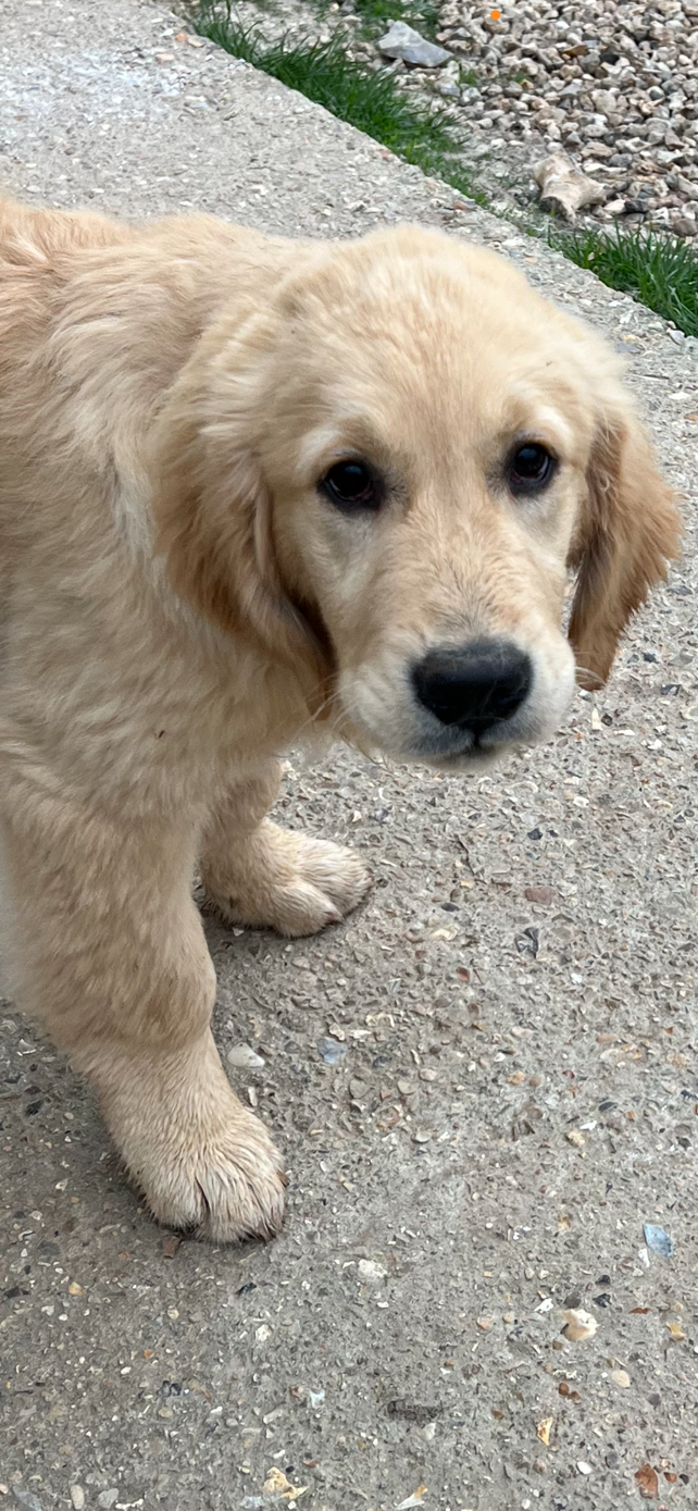 Aurore Boréale Des Fees Du Dolmen