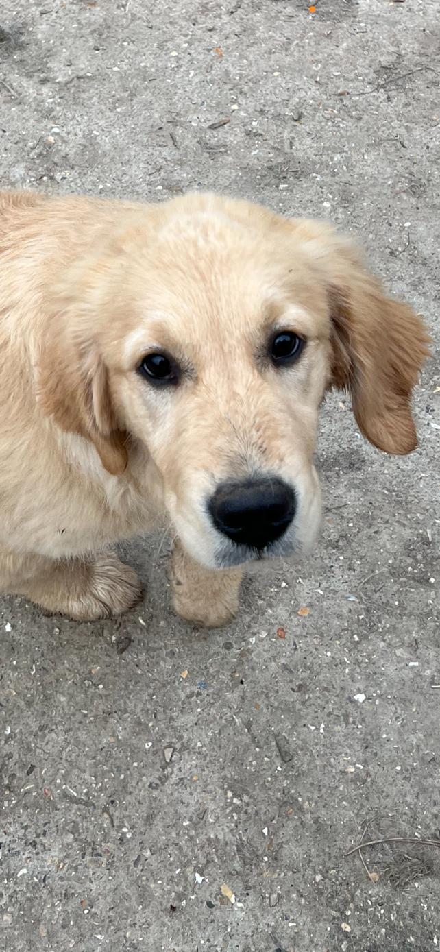 Aurore Boréale Des Fees Du Dolmen