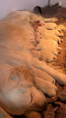 Les chiots de Golden Retriever