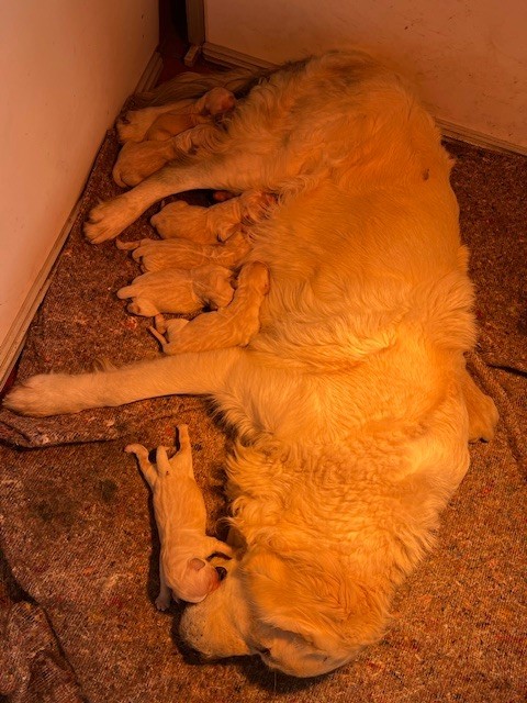 Golden Retriever - Des Fees Du Dolmen