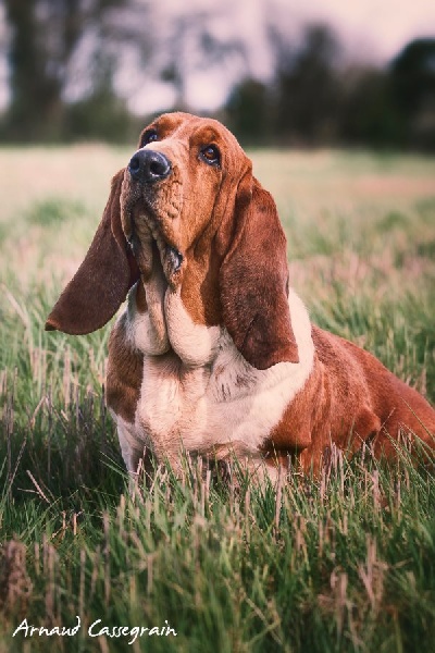 Fantasy (Sans Affixe)