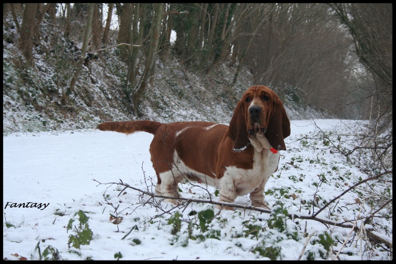 Fantasy (Sans Affixe)