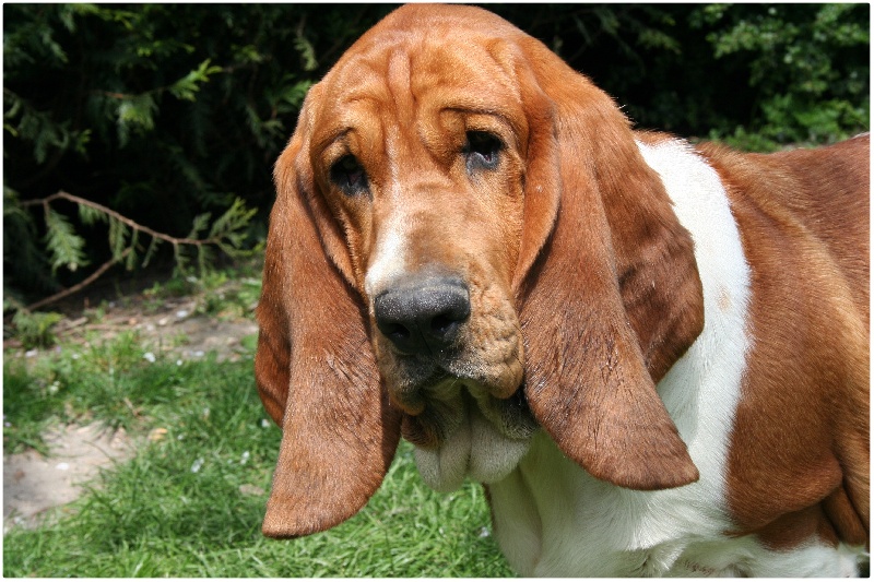 Fantasy (Sans Affixe)