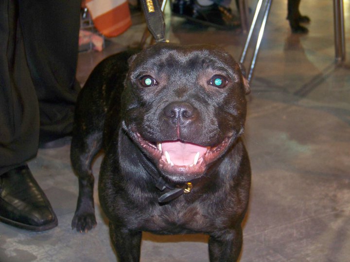 Publication : Mat Love Staffie