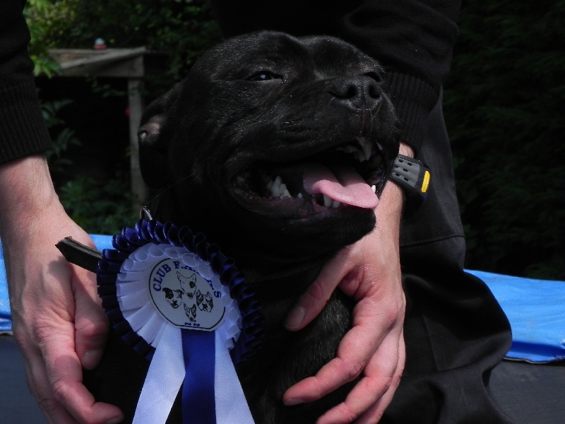 Publication : Mat Love Staffie