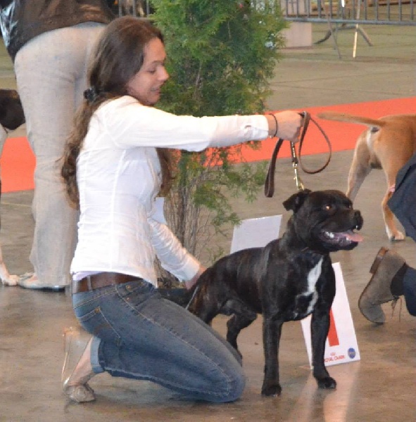 Mat Love Staffie Hollande président - 1 EXC , meilleur jeune et Sélectionné pour la CRUFT 2014