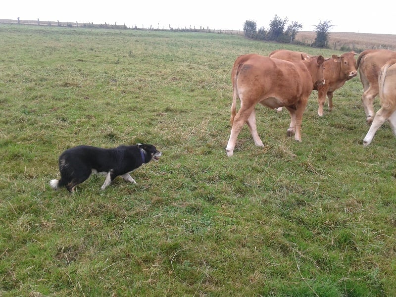 S'alic van reantembel