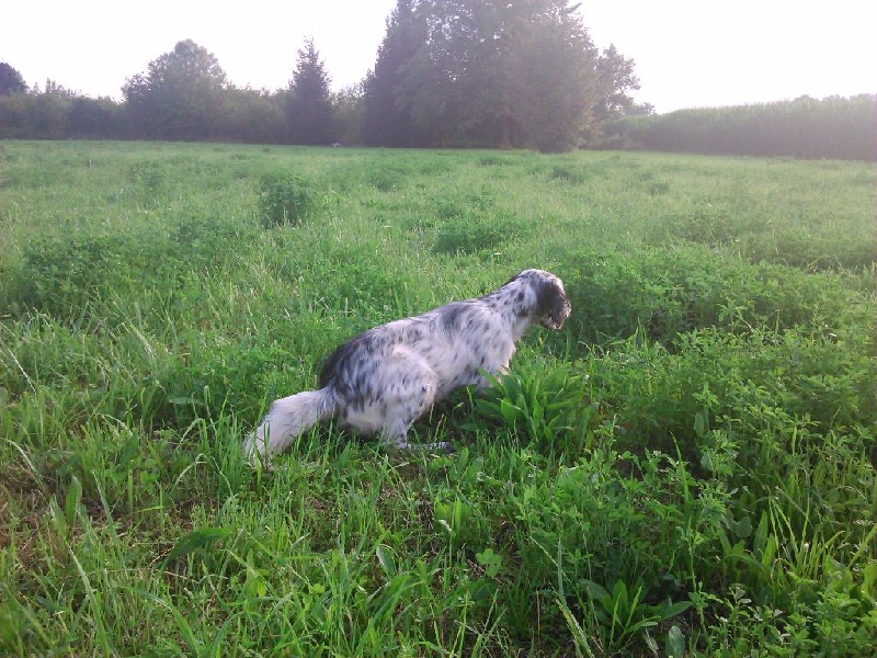 J'm à la folie dite j'aime Du Sous Bois De Balmette