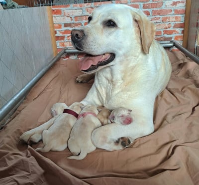 Les chiots de Labrador Retriever