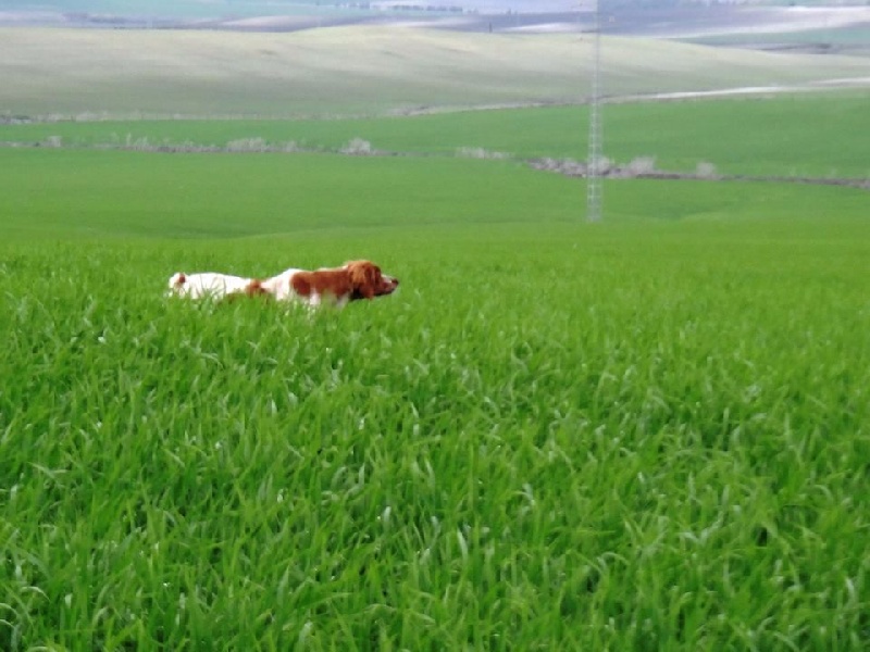 TR. CH. Jade Plaine Des Faitelles - 3eme TB