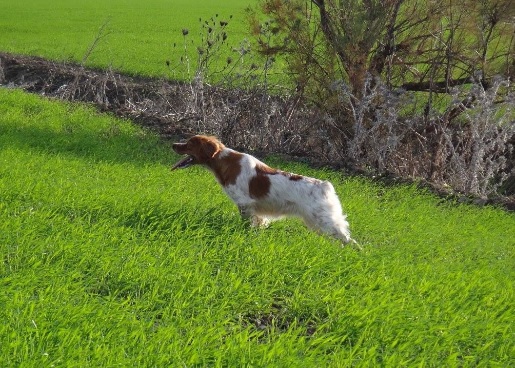 TR. CH. Jade Plaine Des Faitelles - 1 EXC