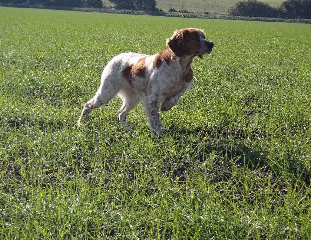 TR. CH. Jade Plaine Des Faitelles - 2eme EXC RCACT RCACIT