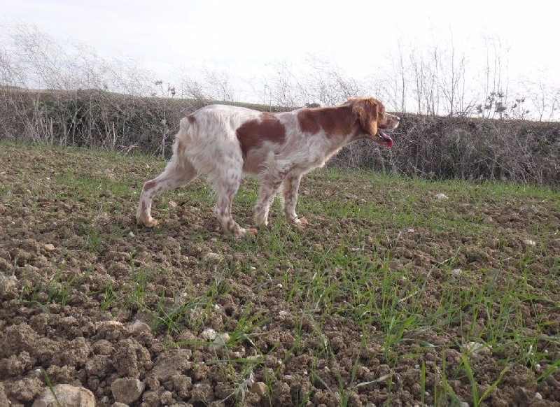 TR. CH. Jade Plaine Des Faitelles - EXCELLENT