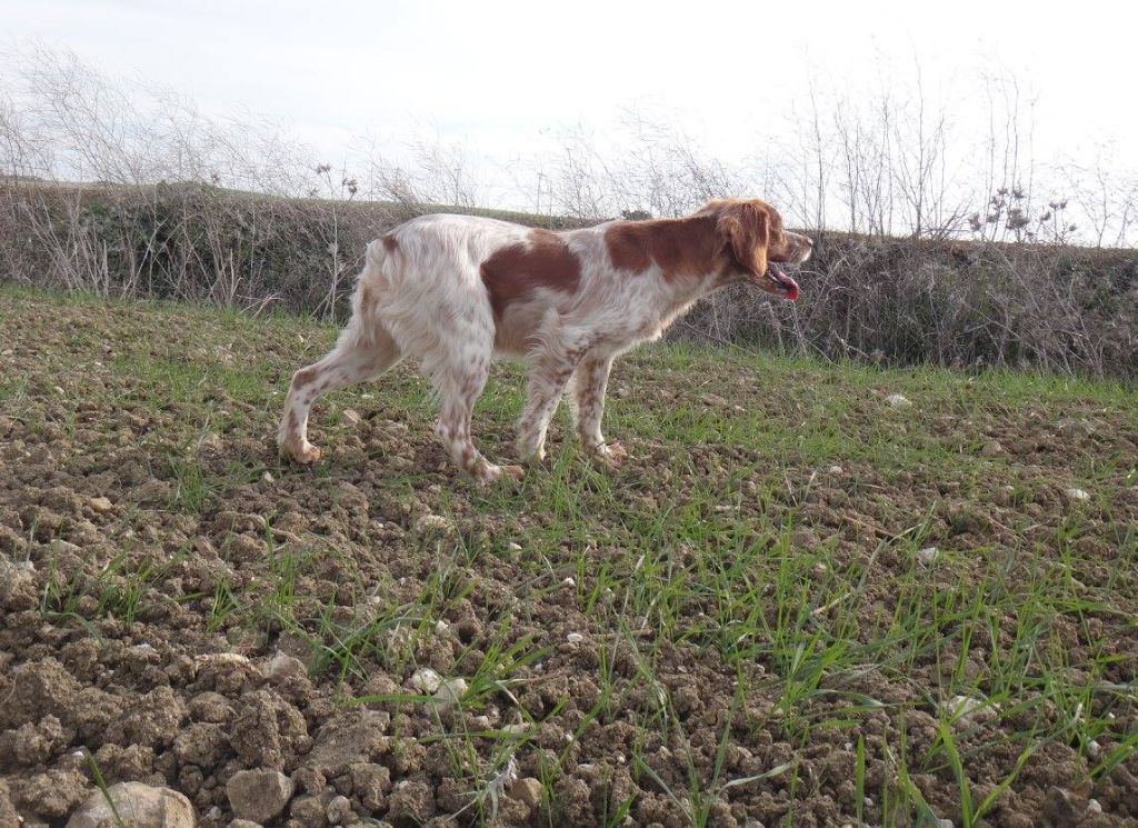 TR. CH. Jade Plaine Des Faitelles - 3 TB