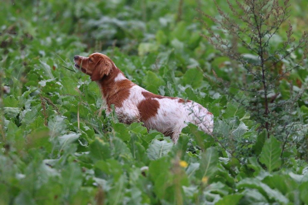 TR. CH. Jade Plaine Des Faitelles - 3 eme EXC