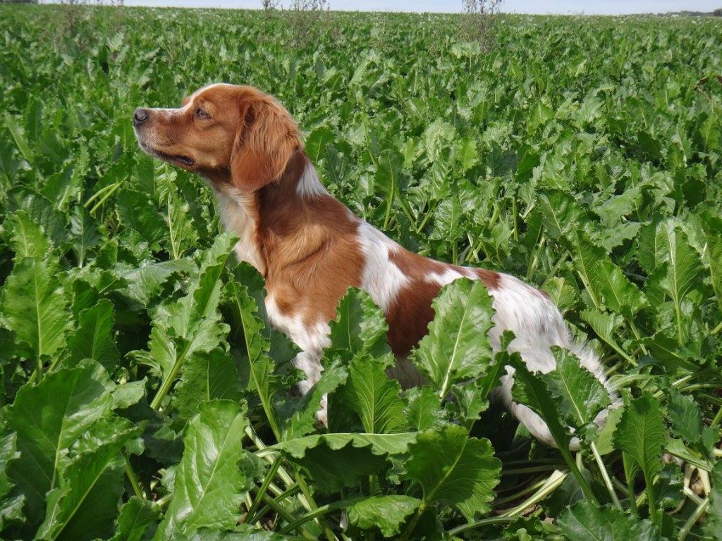 TR. CH. Jade Plaine Des Faitelles - 2 eme EXC