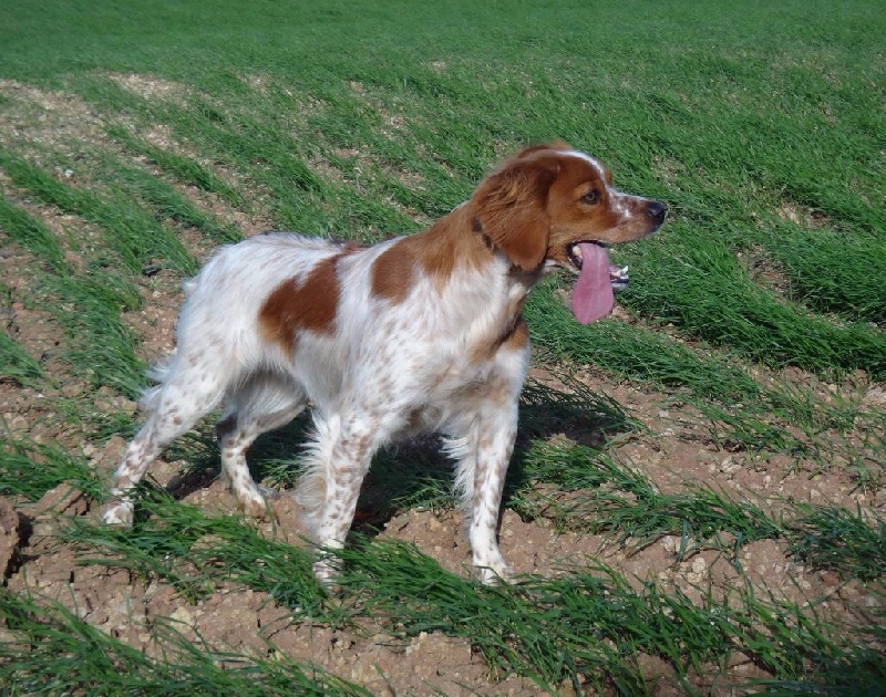 TR. CH. Jade Plaine Des Faitelles - 4eme TB