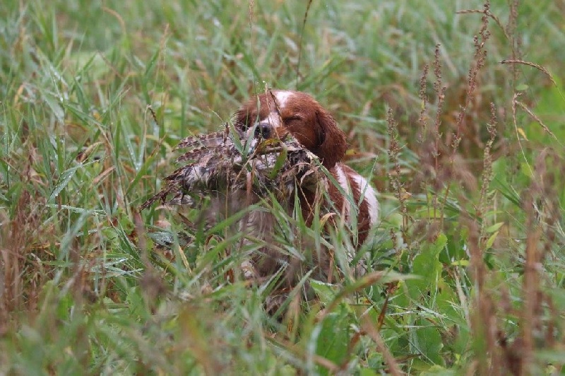 TR. CH. Jade Plaine Des Faitelles - 4eme EXCELLENT