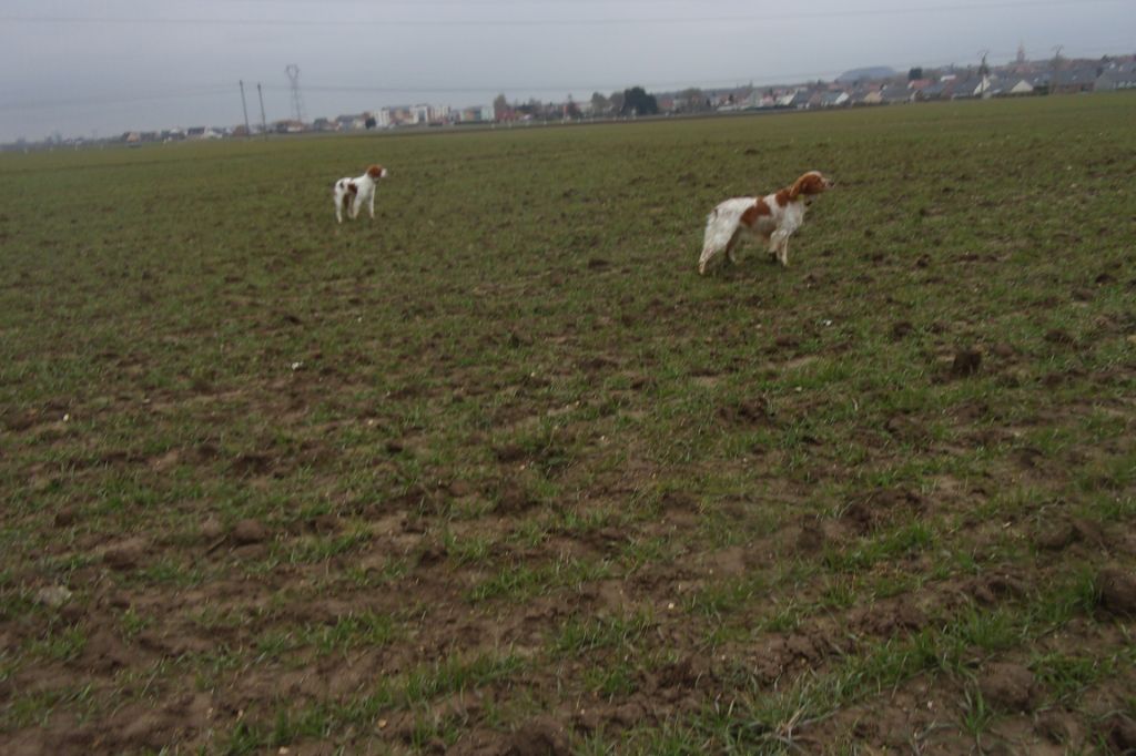 TR. CH. Jade Plaine Des Faitelles - 3eme Exc couple