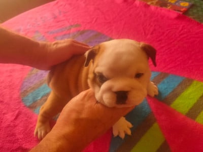 Les chiots de Bulldog Anglais