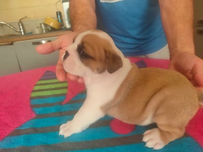 Les chiots de Bulldog Anglais
