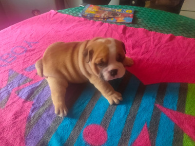 Les chiots de Bulldog Anglais
