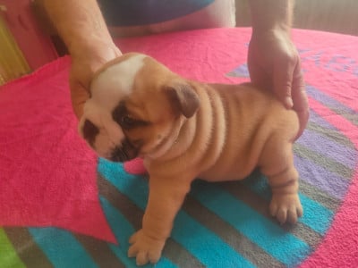 Les chiots de Bulldog Anglais