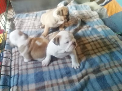 Les chiots de Bulldog Anglais