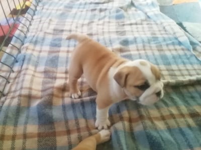 Les chiots de Bulldog Anglais
